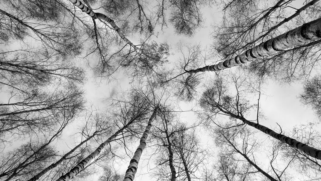 树 树枝 天空 仰视图 黑白 4k壁纸 3840x2160