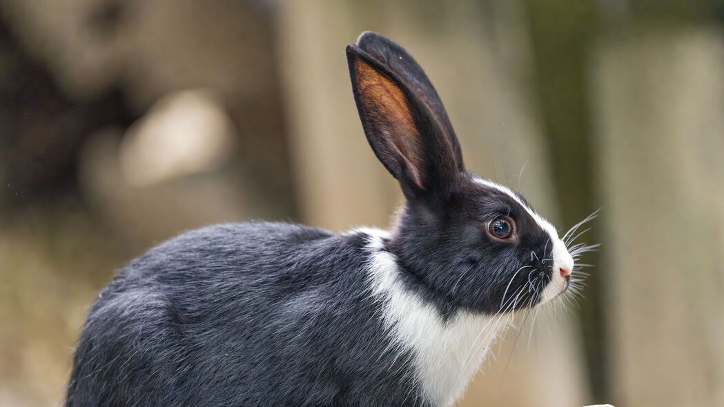 兔子 耳朵 石头 动物 4k壁纸 3840x2160