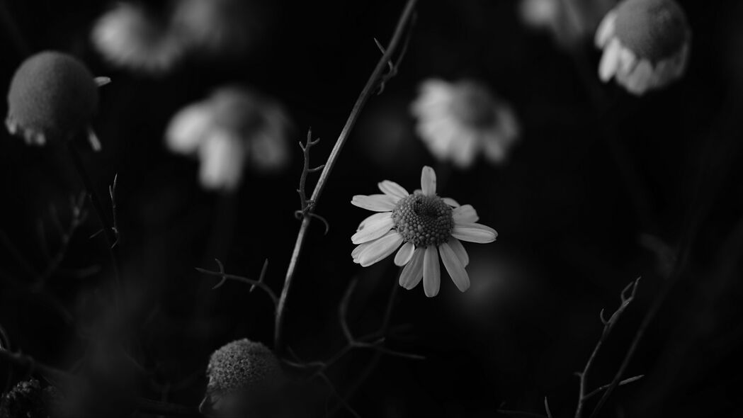 洋甘菊花瓣黑白模糊艺术，4K超清壁纸，3840x2160高清下载