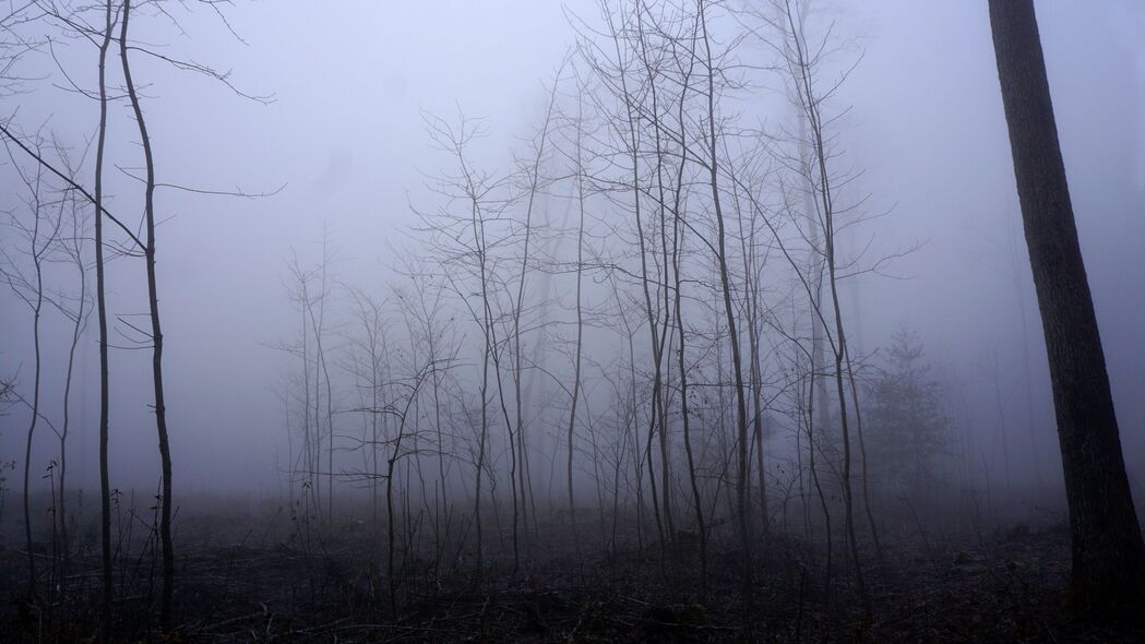 树木 树干 雾 薄雾 自然 4k壁纸 3840x2160