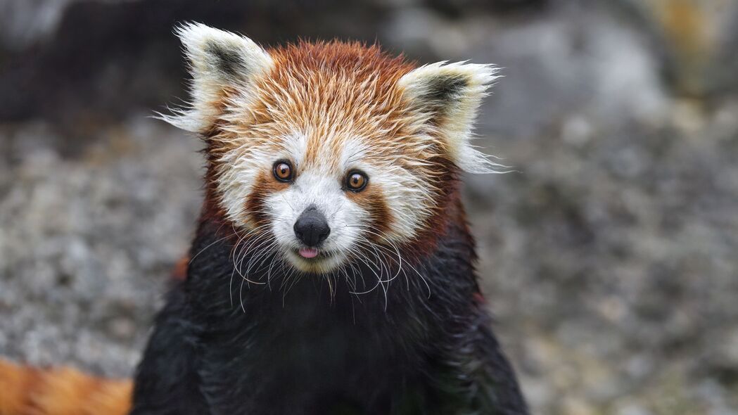 红熊猫 舌头突出 岩石 野生动物 动物 有趣的 4k壁纸 3840x2160
