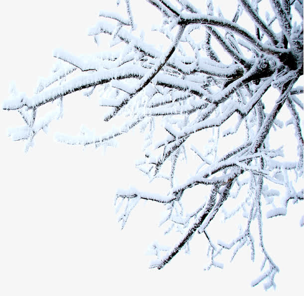 冰雪美景郊外树木