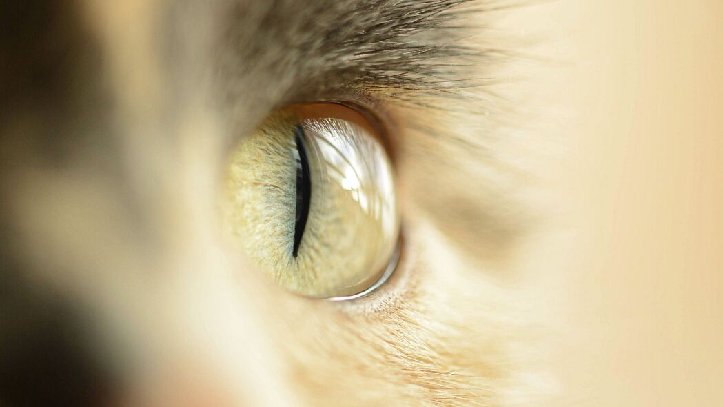 猫 眼睛 宠物 宏观 4k壁纸 3840x2160