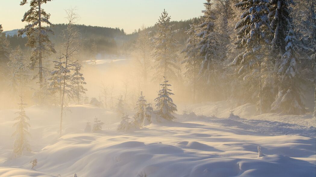 树木 雪 冬天 森林 自然 雾 4k壁纸 3840x2160