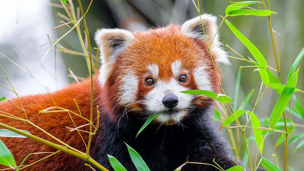 红熊猫 树叶 野生动物 动物 4k壁纸 3840x2160