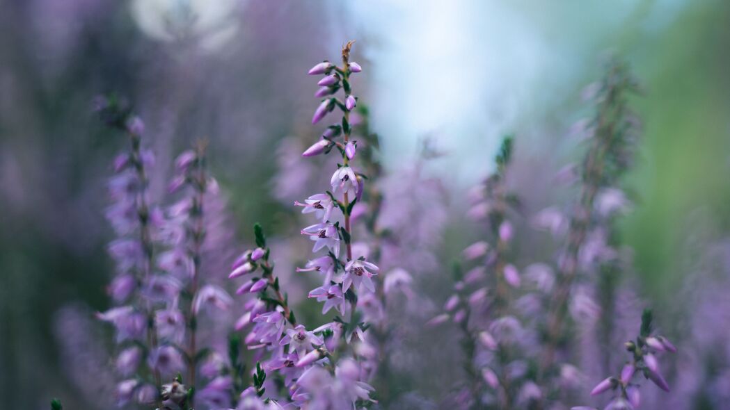 Calluna Vulgaris花芽紫色绝美壁纸，4K高清3840x2160背景图片，免费下载