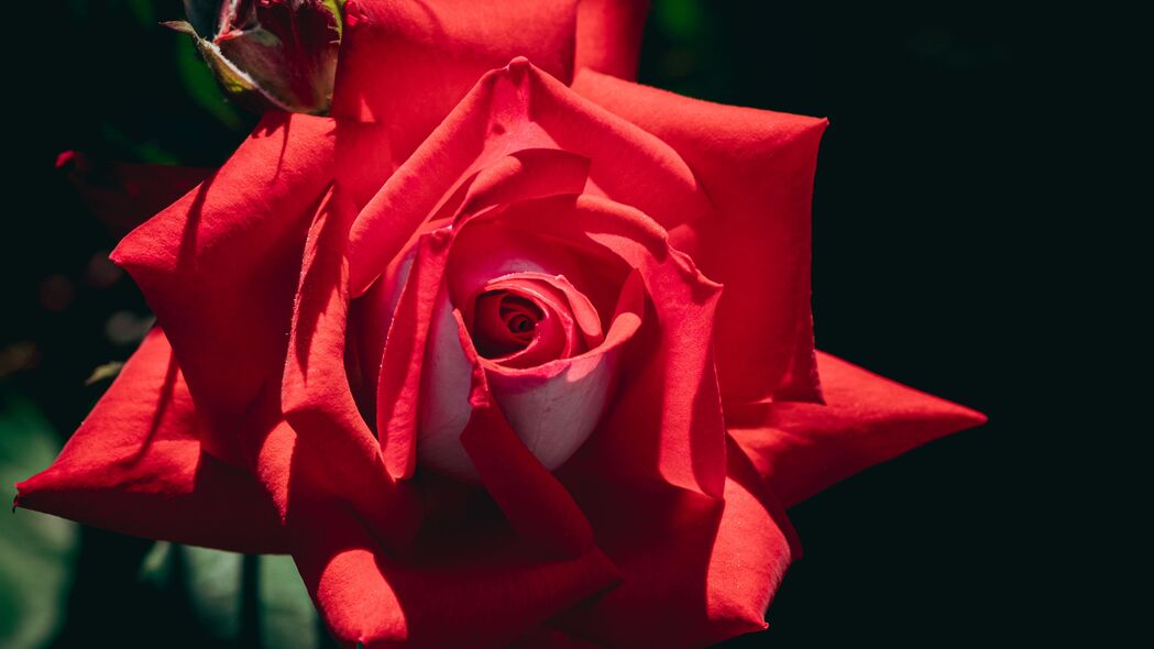 玫瑰 花 红色 花瓣 微距 阴影 4k壁纸 3840x2160