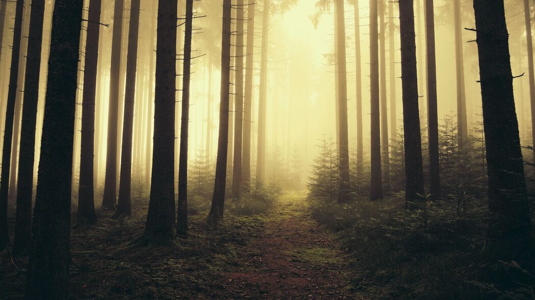 踪迹 森林 树木 雾 自然 4k壁纸 3840x2160