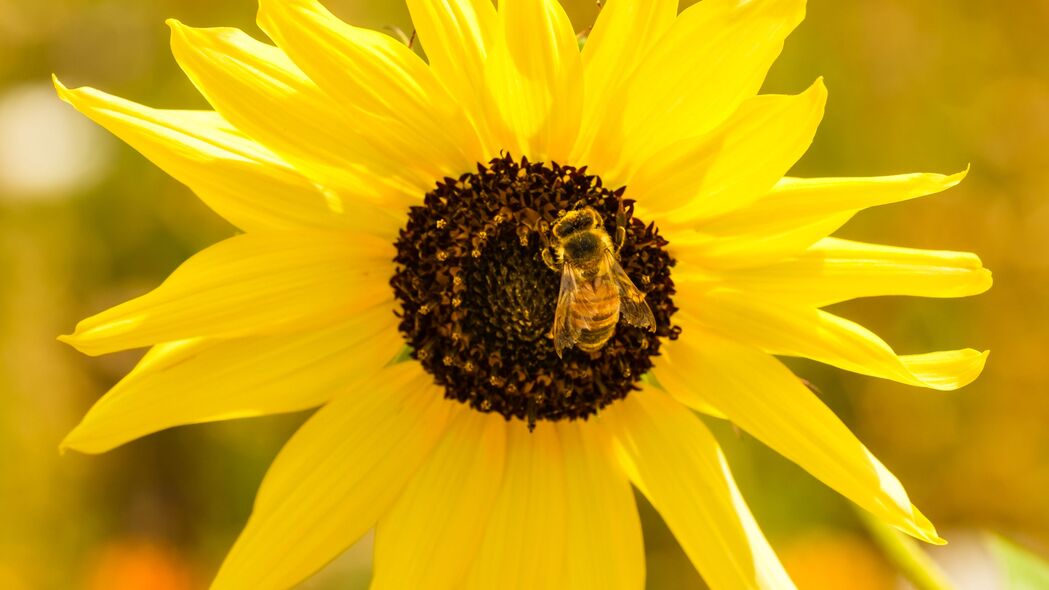 向日葵蜜蜂花瓣微距，高清4K黄色壁纸，3840x2160超清背景图片免费下载