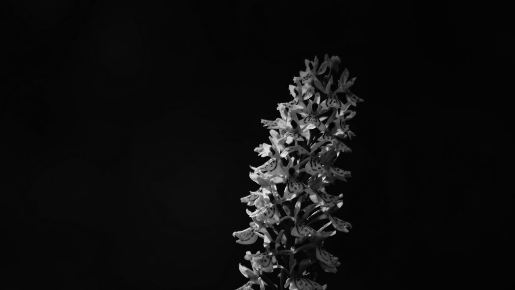 花朵 花序 深色 黑白 4k壁纸 3840x2160