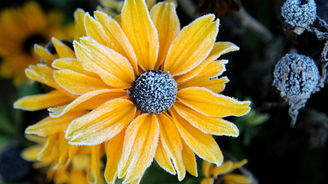 欣赏Rudbeckia花瓣霜冻之美，高清4K黄色宏观壁纸，3840x2160分辨率，下载即享！