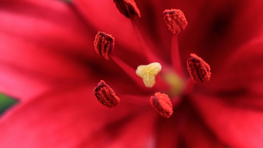 红色花瓣与花粉绝美宏景，4K高清壁纸，3840x2160超清分辨率，免费下载