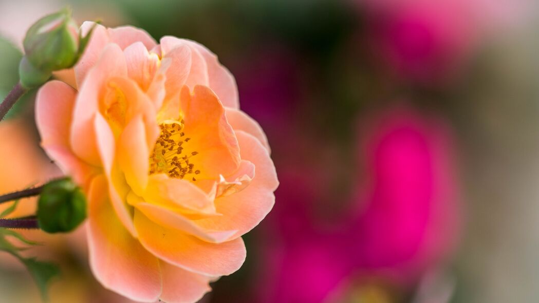 玫瑰花瓣微距模糊，高清4K花朵壁纸，3840x2160分辨率，精美背景图片下载