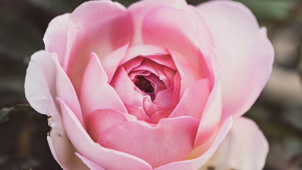 玫瑰 花瓣 花朵 微距 粉红色 4k壁纸 3840x2160