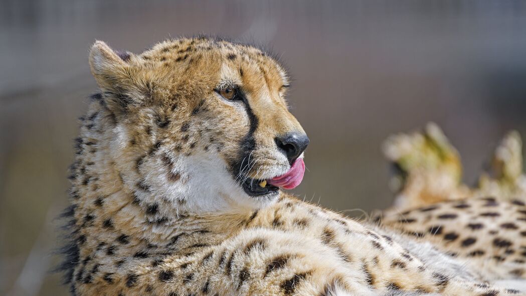 猎豹 突出的舌头 大猫 捕食者 4k壁纸 3840x2160