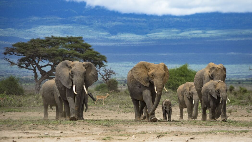 大象 动物 树 稀树草原 野生动物 非洲 4k壁纸 3840x2160