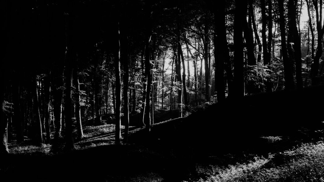 树木 森林 阴影 黑白 4k壁纸 3840x2160