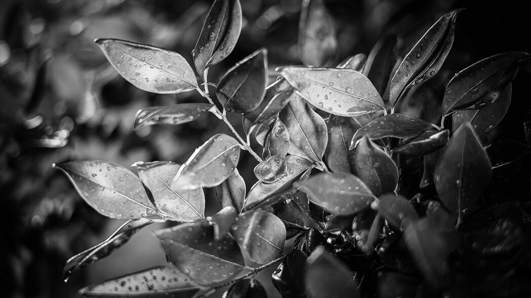 树叶 植物 水滴 雨水 宏观 黑白 4k壁纸 3840x2160