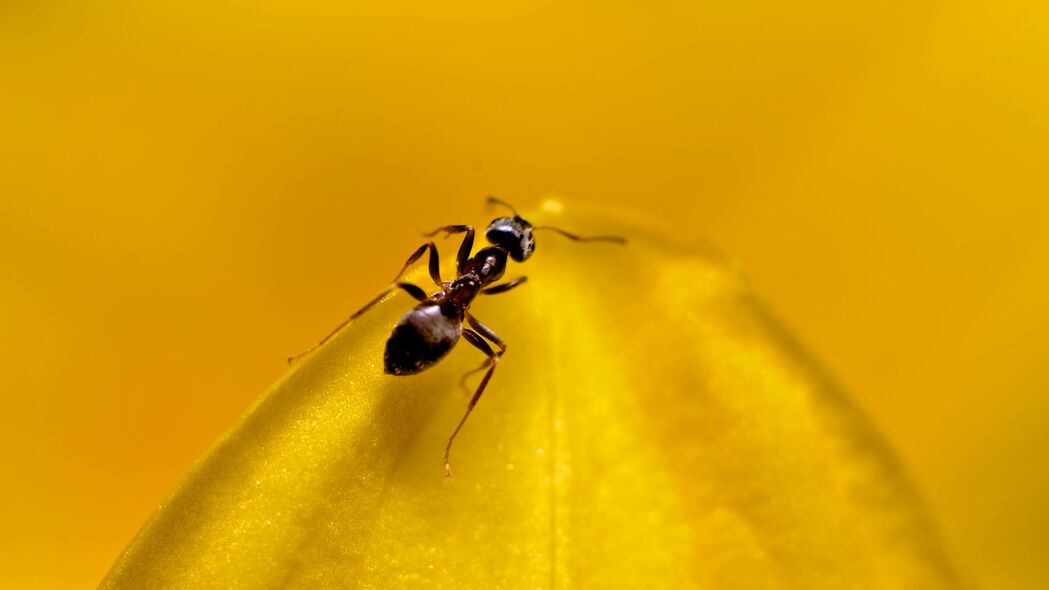 蚂蚁 昆虫 宏 黄色 4k壁纸 3840x2160
