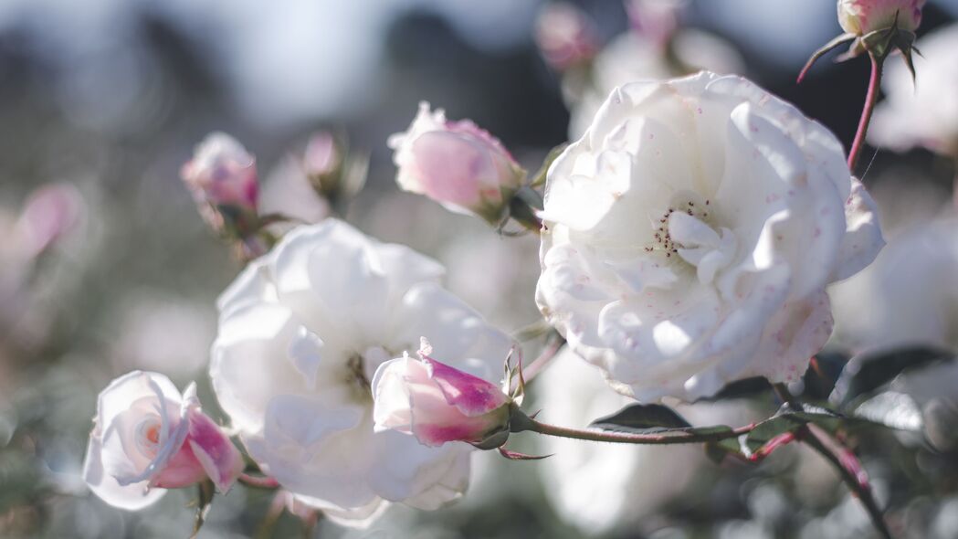 玫瑰 花蕾 灌木 花瓣 粉红色 白色 4k壁纸 3840x2160
