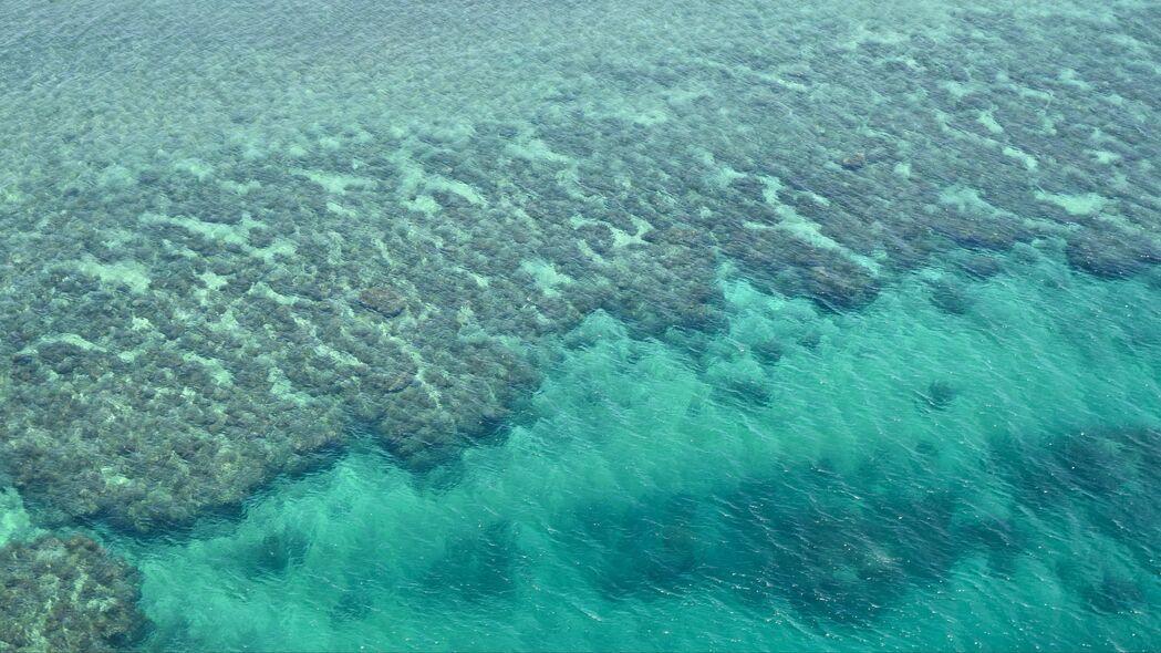 珊瑚礁 珊瑚礁 海洋 底部 4k壁纸 3840x2160