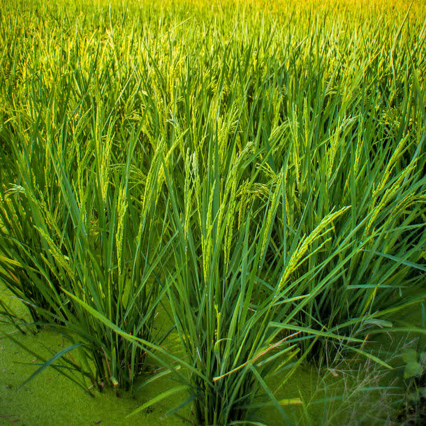 绿色水稻背景
