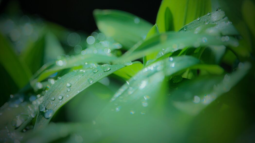 树叶 水滴 水 雨 绿色 模糊 4k壁纸 3840x2160