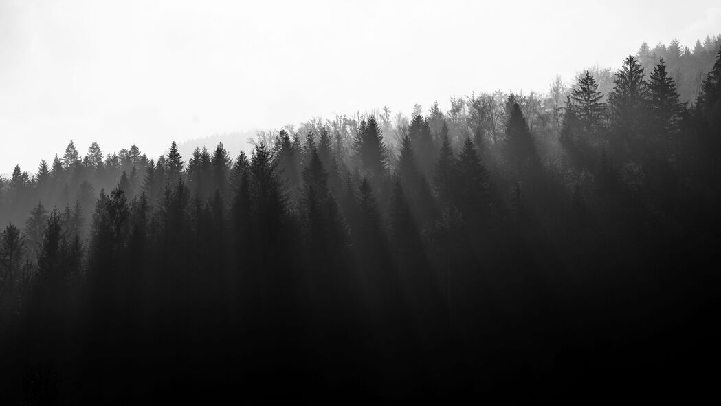 森林 树木 光 黑白 4k壁纸 3840x2160
