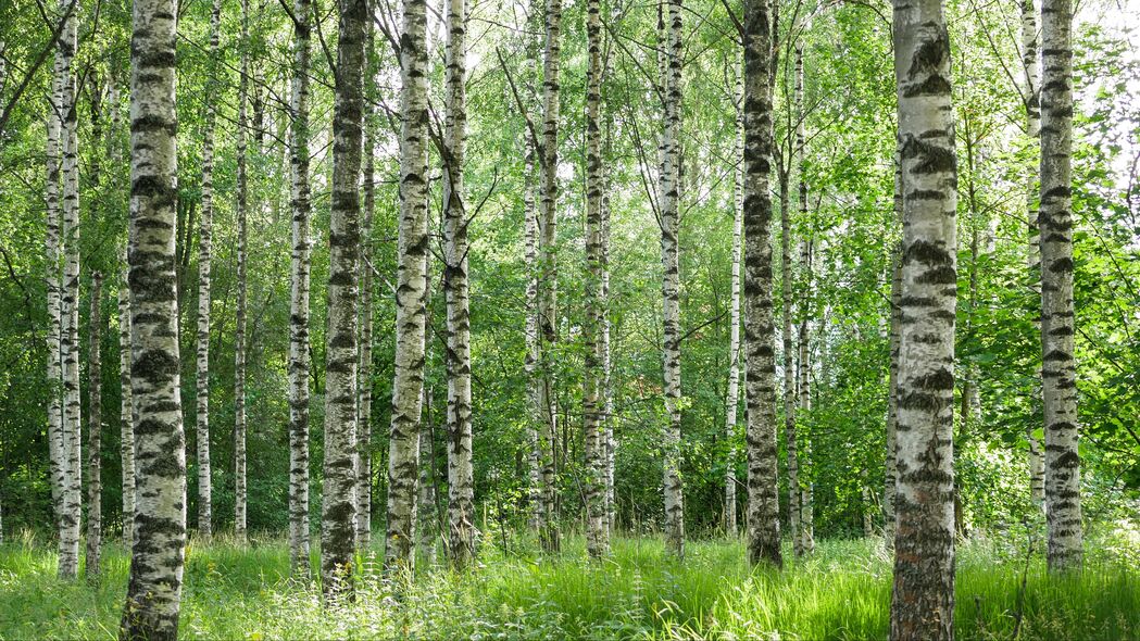 桦树林 树木 树干 森林 自然 景观 4k壁纸 3840x2160