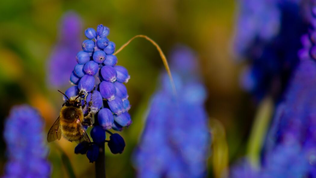 蜜蜂与风信子共舞，绝美花卉4K高清壁纸，3840x2160分辨率，免费下载