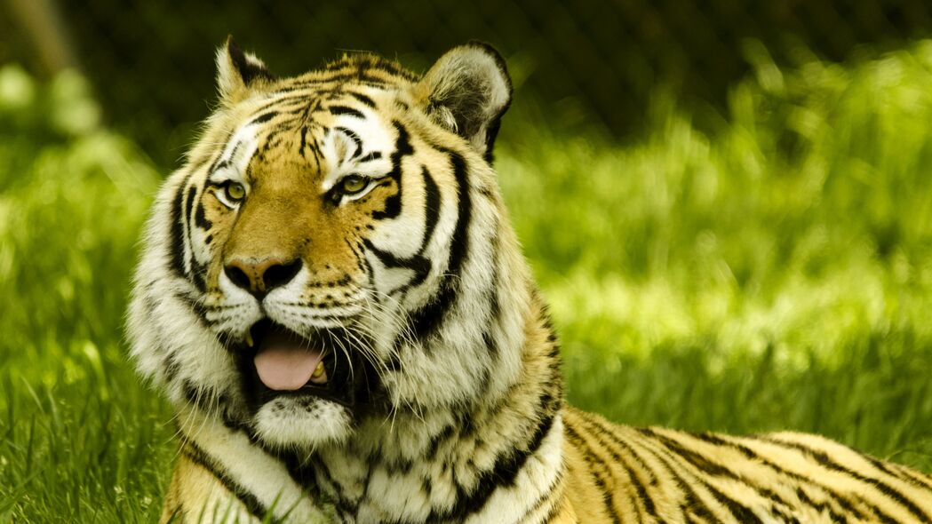 老虎 突出的舌头 大猫 捕食者 4k壁纸 3840x2160