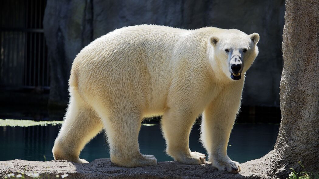 北极熊 熊 动物 石头 4k壁纸 3840x2160