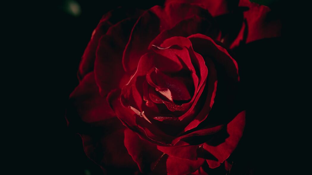 玫瑰 花瓣 花 红色 深色 4k壁纸 3840x2160