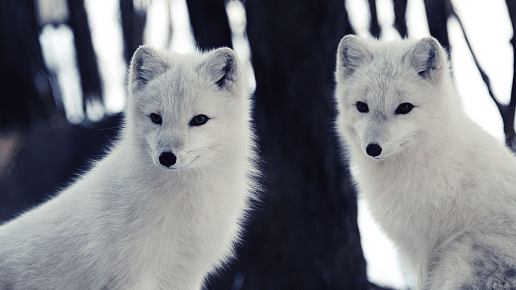 北极狐 野生动物 动物 4k壁纸 3840x2160