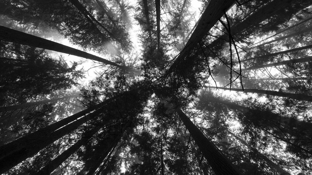 棵树 底部视图 森林 黑白 4k壁纸 3840x2160