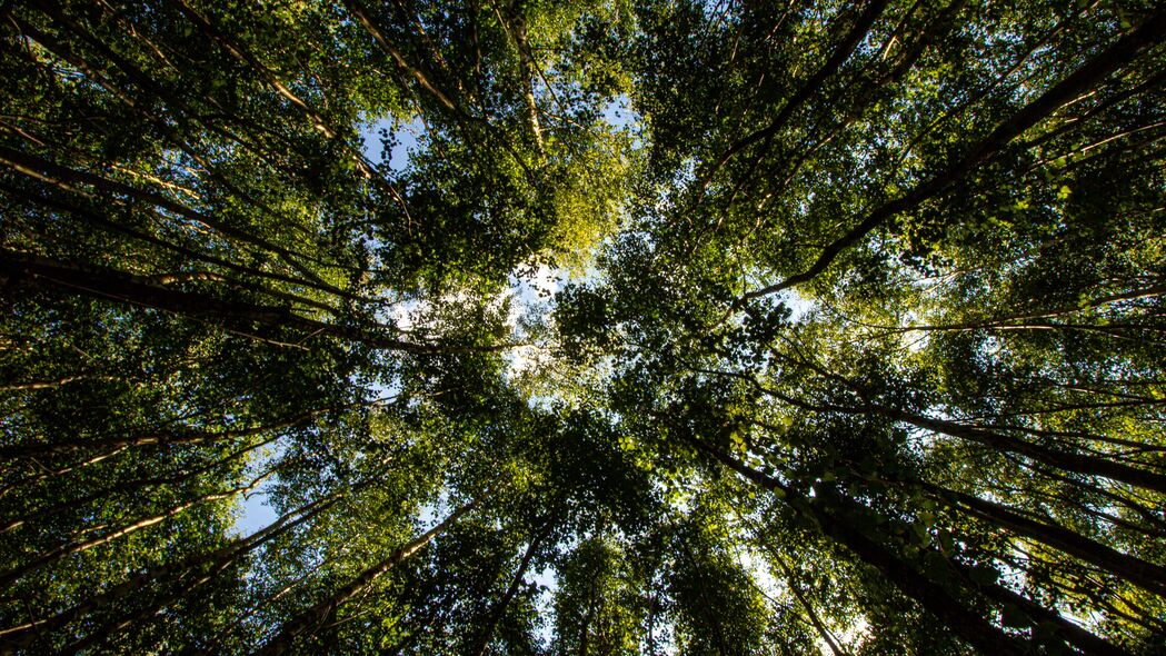 树木 森林 自然 底部视图 4k壁纸 3840x2160