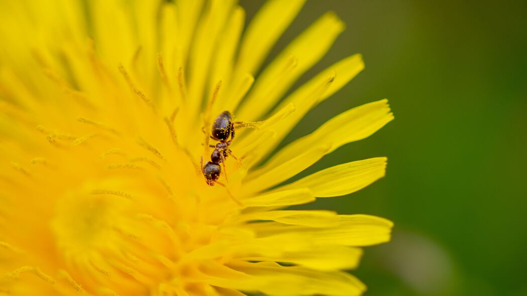蚂蚁 花朵 宏 黄色 4k壁纸 3840x2160