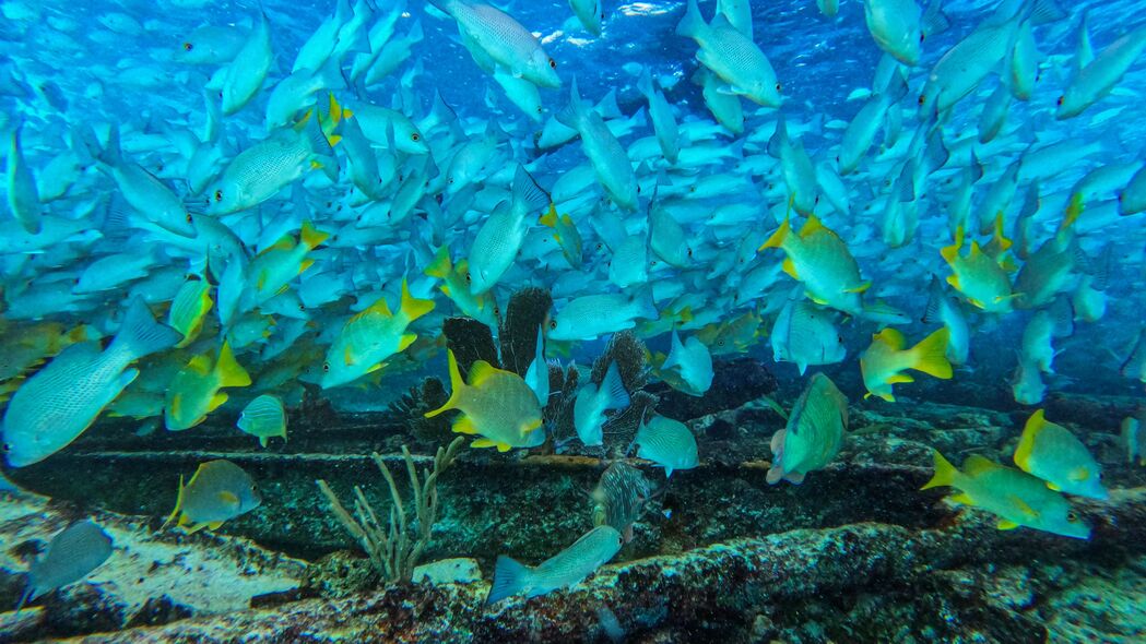 鱼 海洋 海底世界 游泳 海藻 4k壁纸 3840x2160