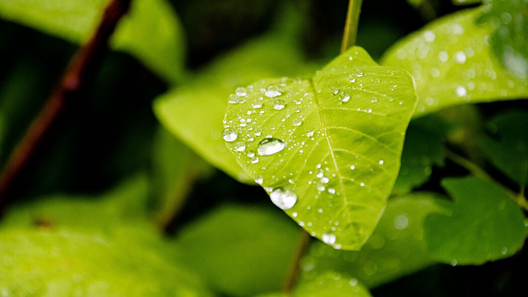 叶子 水滴 雨 宏 植物 4k壁纸 3840x2160