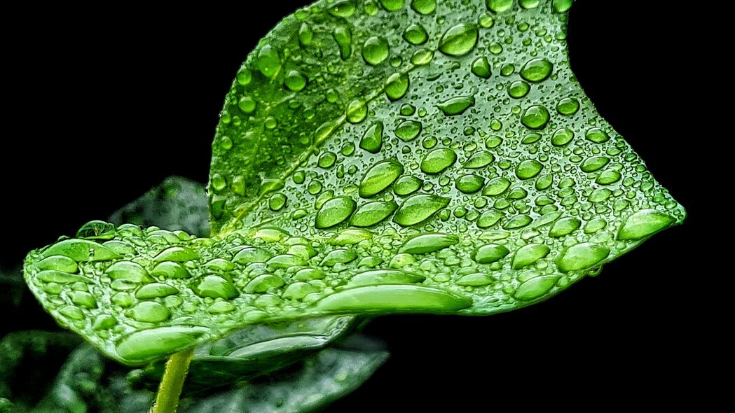 叶落雨滴绿意浓，高清4K壁纸，3840x2160分辨率背景图片免费下载