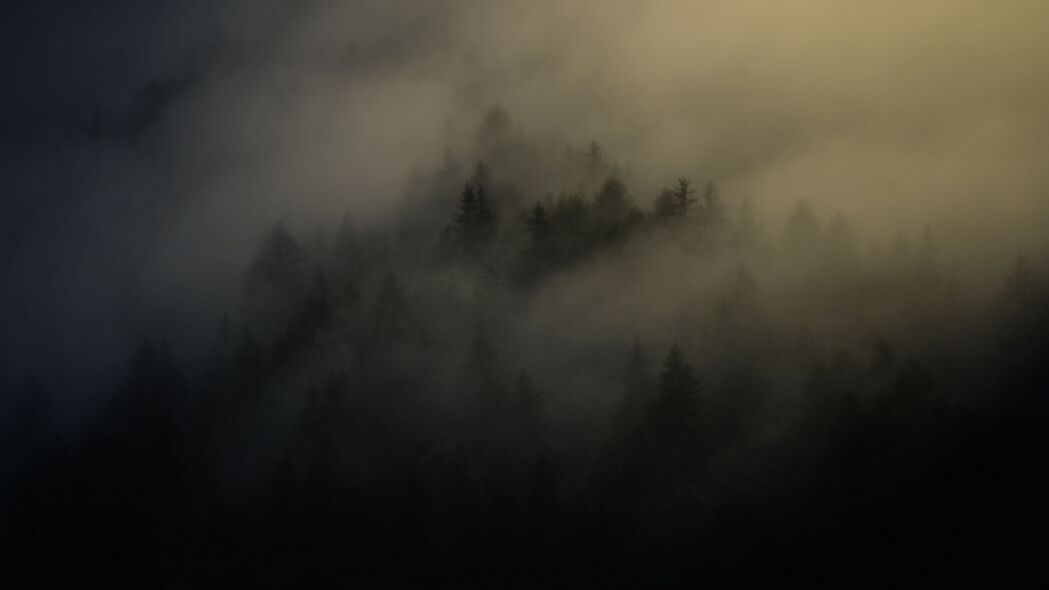 森林 树木 雾霾 雾 夜间 4k壁纸 3840x2160