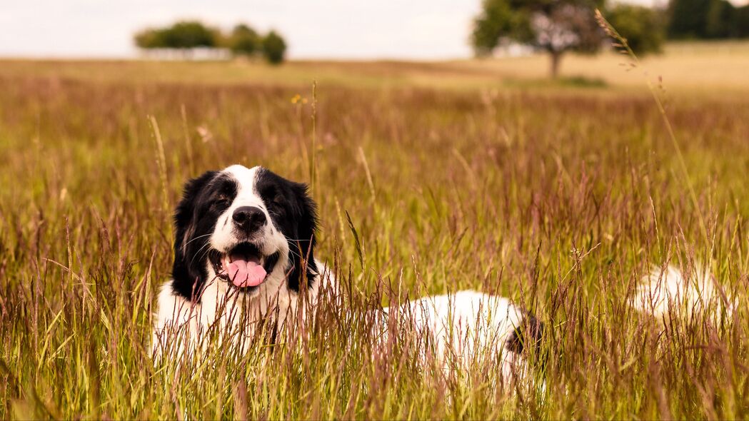 圣伯纳犬高清壁纸，突出舌头萌态尽显，4K宠物草地美景，3840x2160免费下载