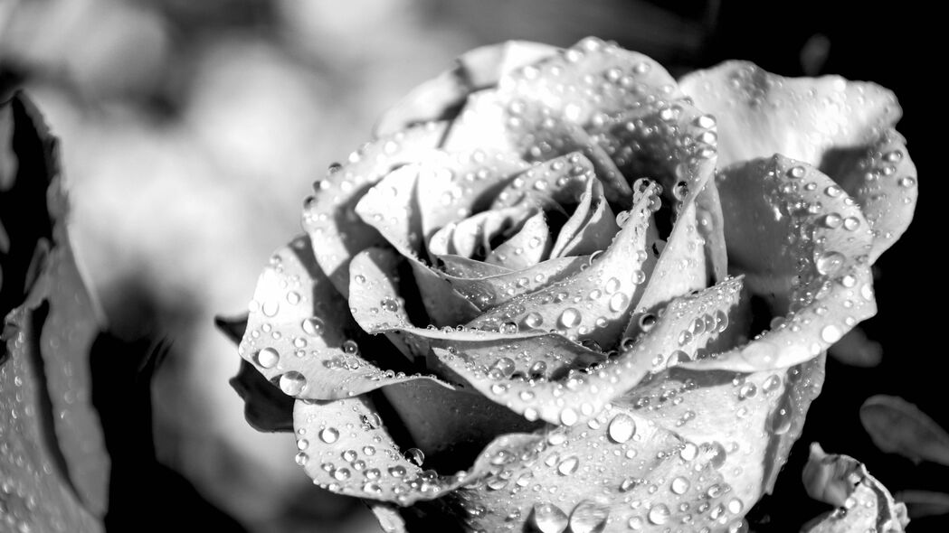 玫瑰 花瓣 水滴 雨 宏观 黑白 4k壁纸 3840x2160