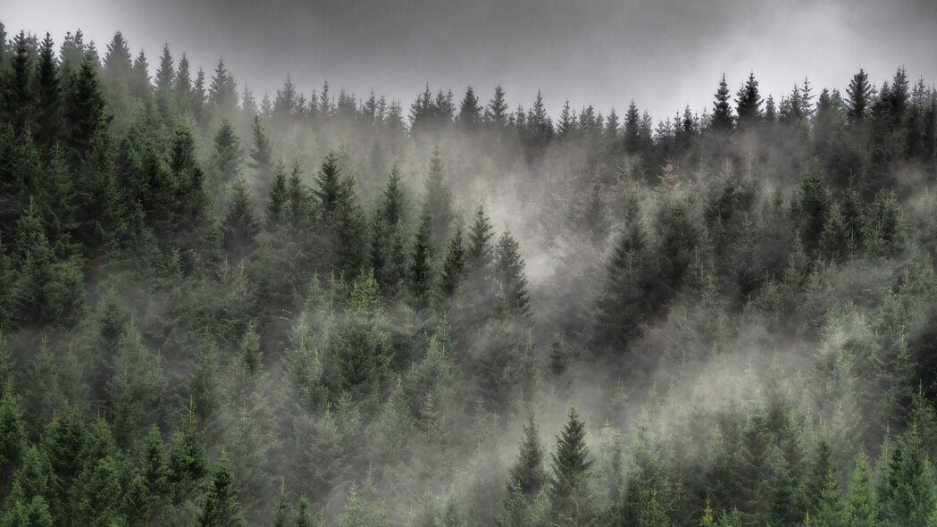 森林 树木 薄雾 风景 4k壁纸 3840x2160