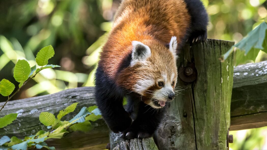 红熊猫 突出的舌头 树 野生动物 4k壁纸 3840x2160