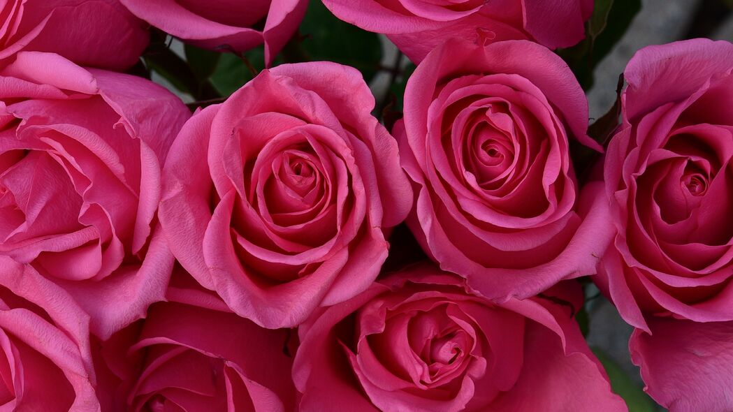 玫瑰 花瓣 花朵 温柔 粉红色 4k壁纸 3840x2160