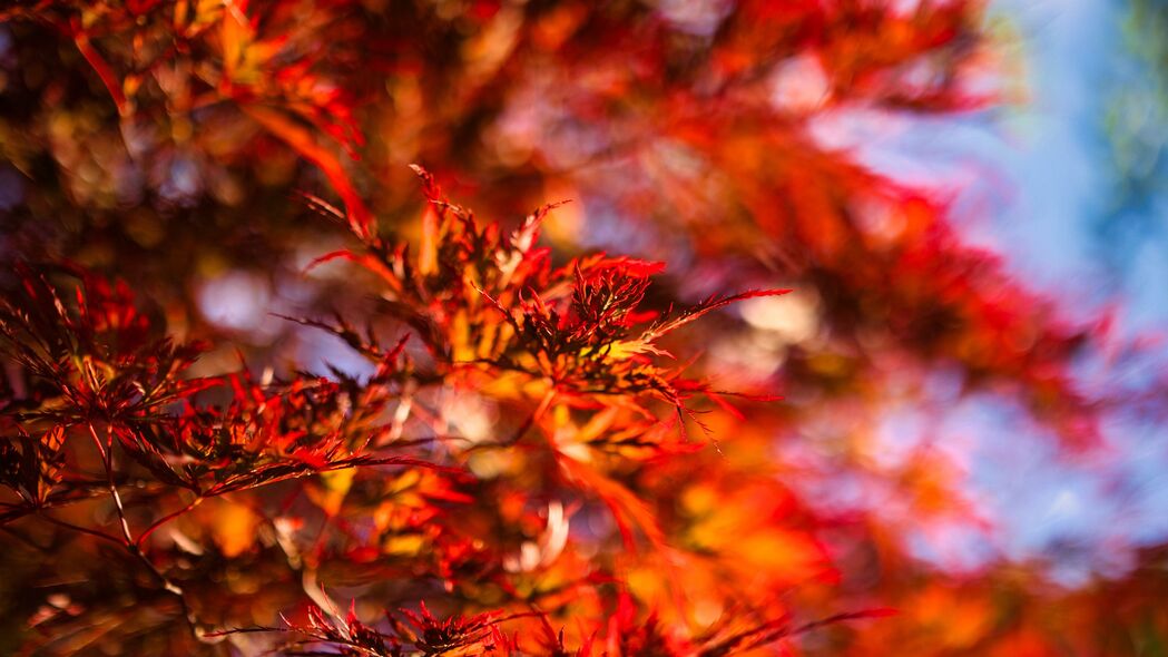 树叶 树枝 模糊 秋天 红色 4k壁纸 3840x2160