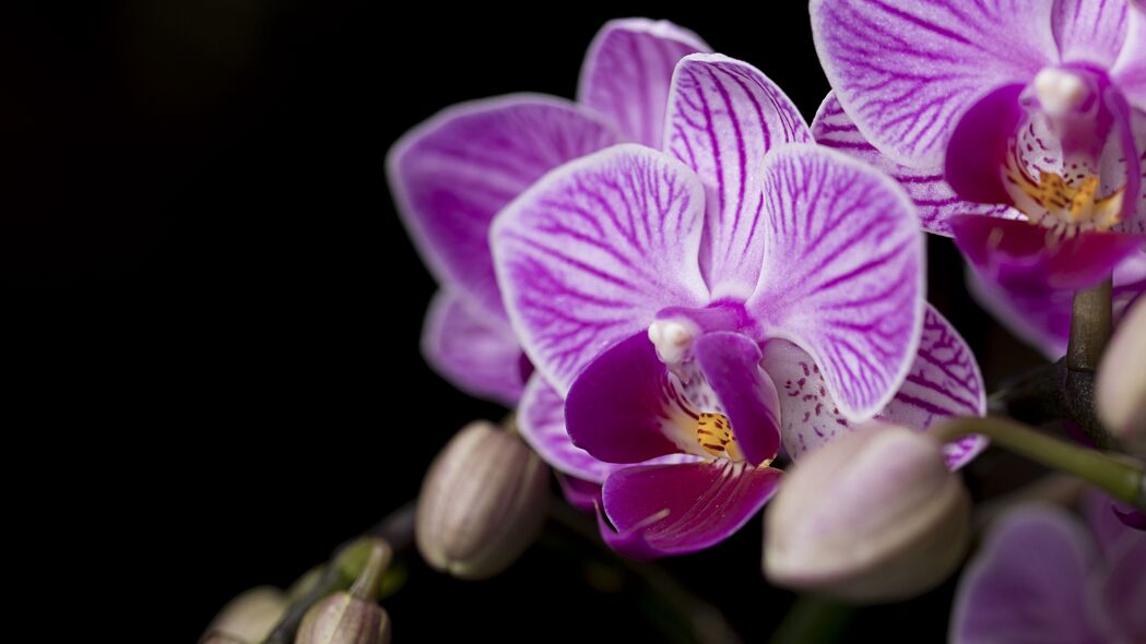 绝美兰花，高清4K花瓣花朵壁纸，3840x2160超清背景图片，免费下载