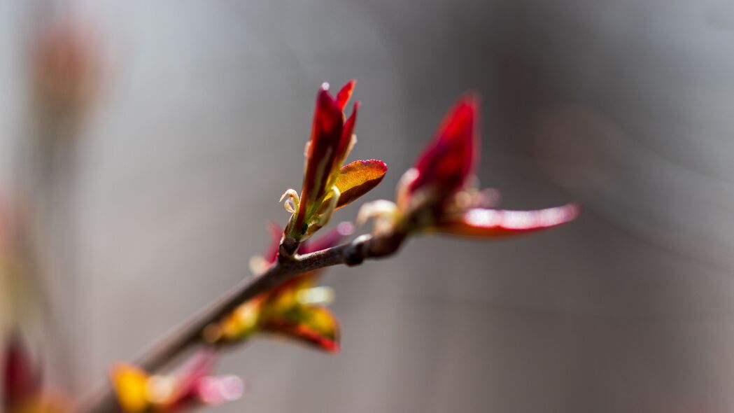 分支芽花模糊美学，宏观视角呈现，4K超清壁纸，3840x2160高清背景图，一键下载