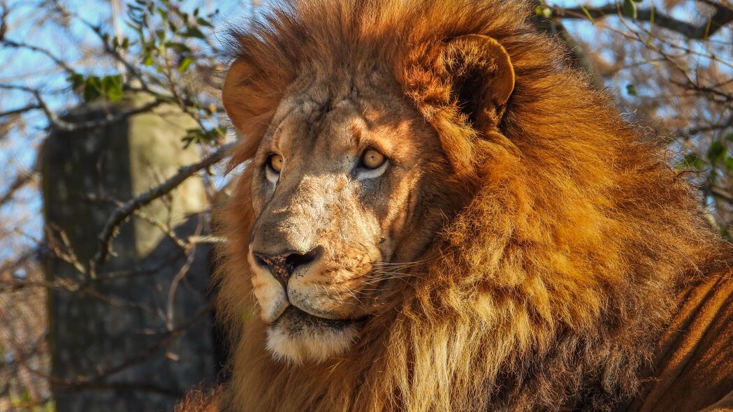 非洲狮 捕食者 大猫 4k壁纸 3840x2160